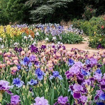省心省力受欢迎的海芋、凤梨百合、德国鸢尾、耧斗菜、虎眼万年青