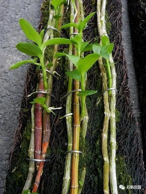 檀香石斛：“待我枝头飘花，许你满庭幽雅！"