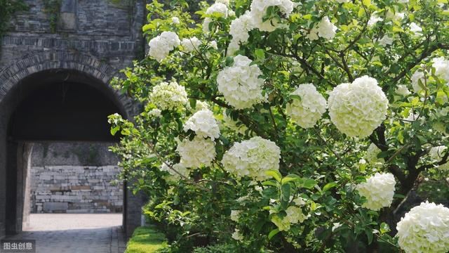 花似绣球，却不是绣球，一树花开美翻天