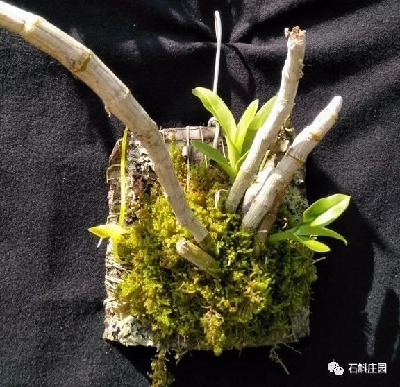 麝香石斛，无法拒绝的美！