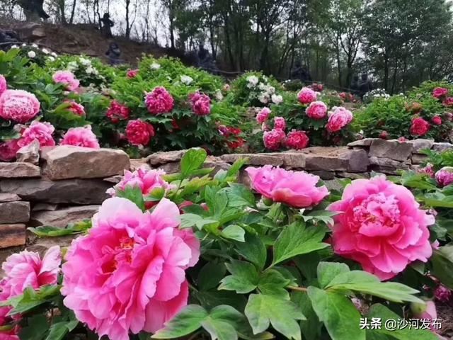 沙河:秦王湖畔牡丹开 沙河:秦王湖畔牡丹开