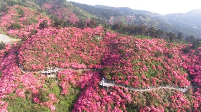 杜鹃别名映山红,花种类繁多,花色绚丽 杜鹃别名映山红,花种类繁多,花色绚丽