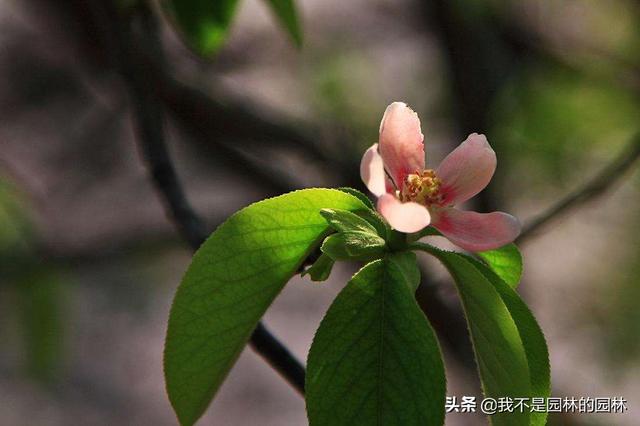4月中下旬北方处于开花期的园林树木（一）满满的干货