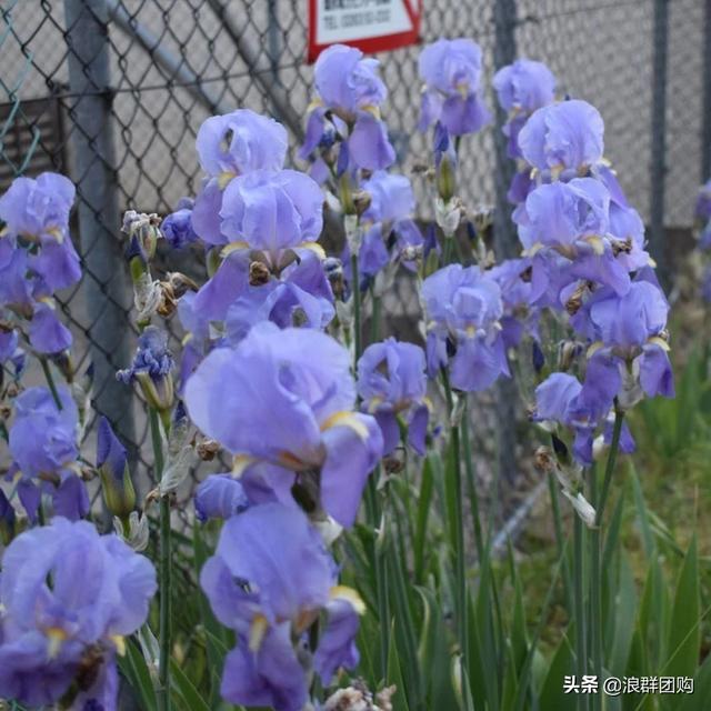 省心省力受欢迎的海芋、凤梨百合、德国鸢尾、耧斗菜、虎眼万年青