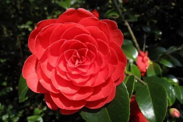 山茶花，如何养殖，对肥料的需求大吗