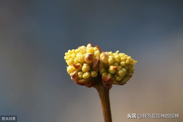 紫丁香 白丁香 暴马丁香 欧洲丁香 这么多丁香你都分得清嘛？
