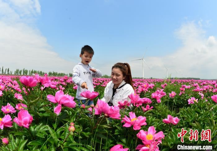 江西九江千亩芍药花海盛开 游客户外赏花 江西九江千亩芍药花海盛开 游客户外赏花