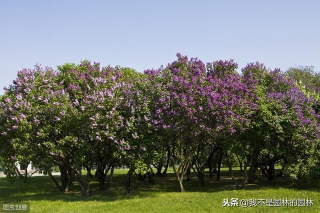 紫丁香 白丁香 暴马丁香 欧洲丁香 这么多丁香你都分得清嘛？