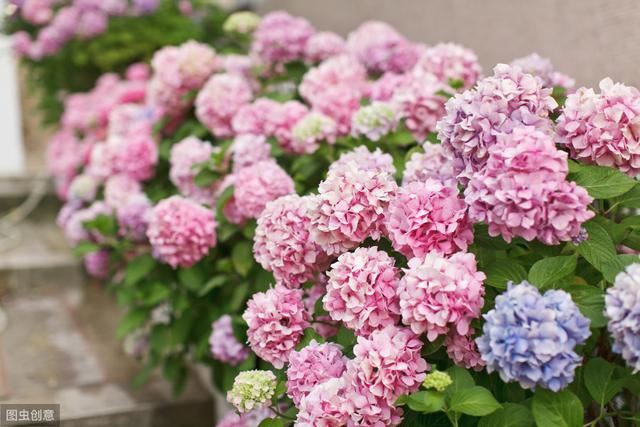 花似绣球，却不是绣球，一树花开美翻天