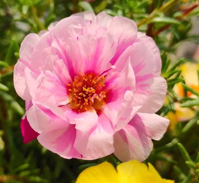 爱花人春季要养的绿植盆栽，播种几粒种子，一年四季赏花不停