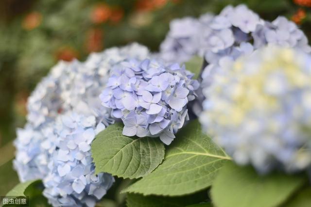 花似绣球，却不是绣球，一树花开美翻天