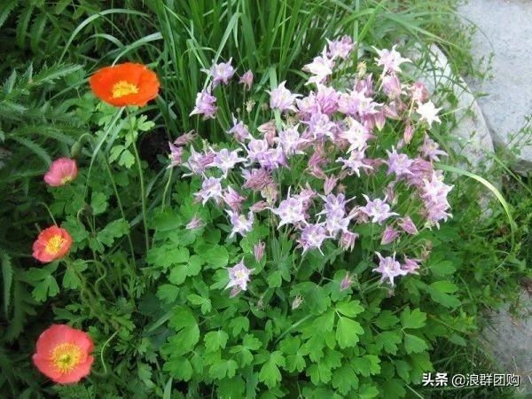 省心省力受欢迎的海芋、凤梨百合、德国鸢尾、耧斗菜、虎眼万年青