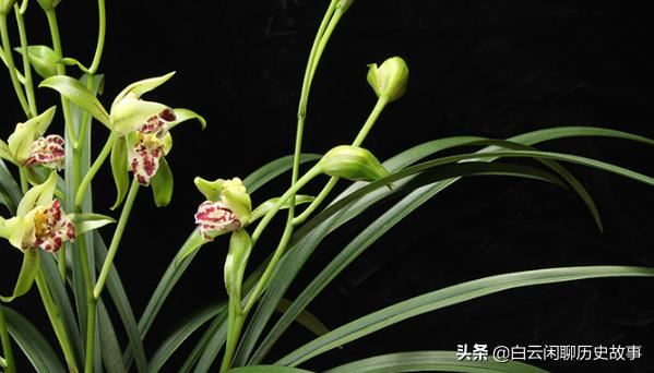 ‘梨山狮王’属于多舌多鼻的奇花，开花后，满屋带有浓郁香味