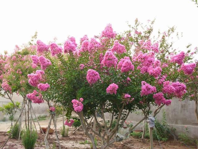1棵紫薇开花1000朵，花期达100天，人称“百日红”，能活100年