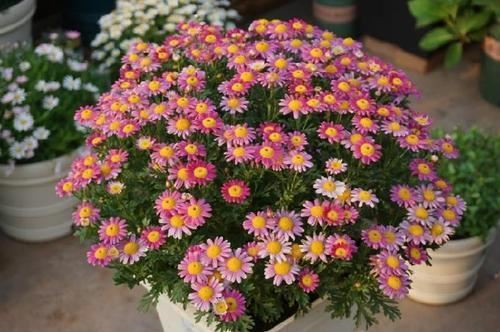 6只花期长的花，每次开花都赏过瘾，大神都不一定能养全