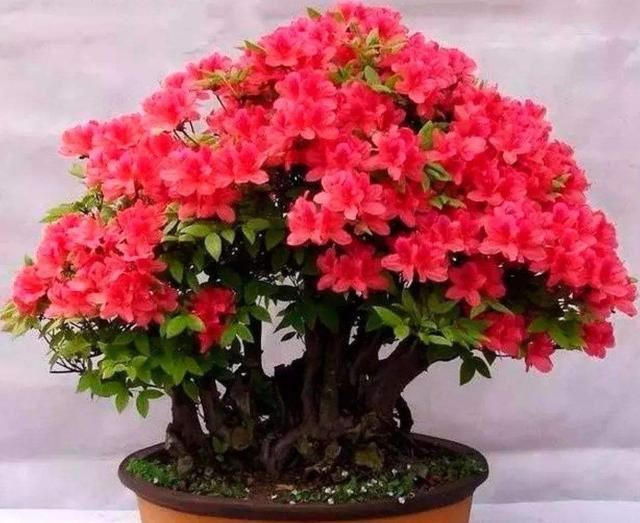 养杜鹃花的3个“技巧”，不掉叶不黄叶，绿油油，花越开越鲜艳