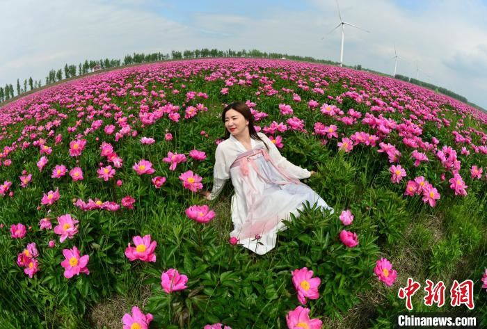 江西九江千亩芍药花海盛开 游客户外赏花 江西九江千亩芍药花海盛开 游客户外赏花