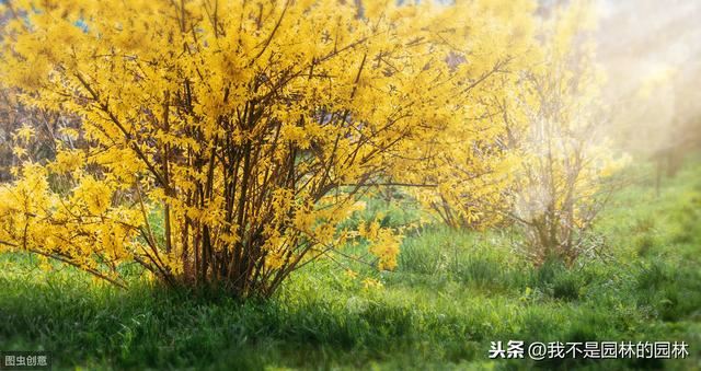 4月中下旬北方处于开花期的园林树木（一）满满的干货