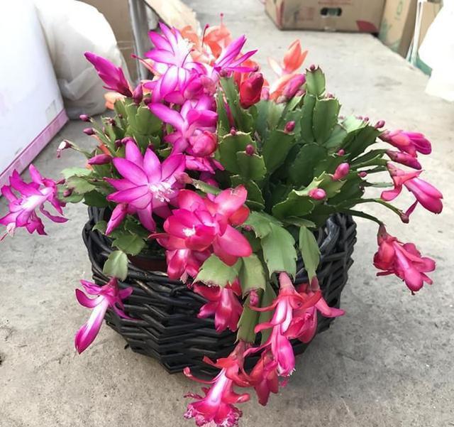 这6种花，是有名的“度夏死”，现在入手要谨慎，秋天买最划算
