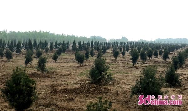 济南高标准打造黄河生态廊带 绿化景观提升见成效