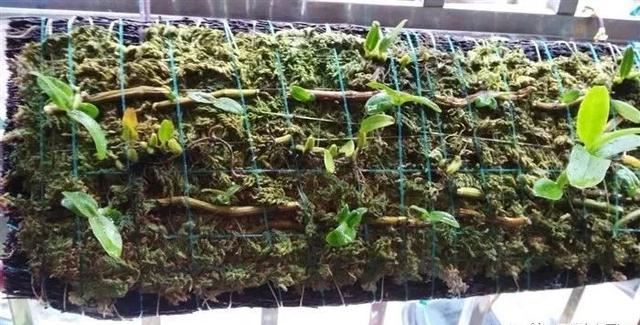 檀香石斛：“待我枝头飘花，许你满庭幽雅！"