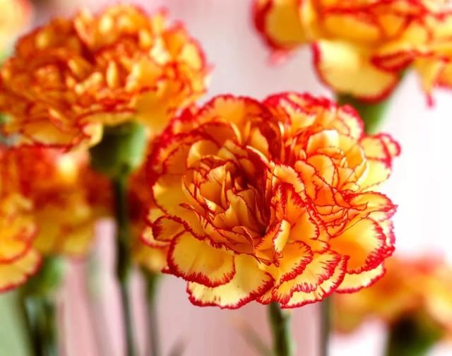 百合花爱凉爽，康乃馨别喷水？最经典的几款鲜花，这样保养才最美