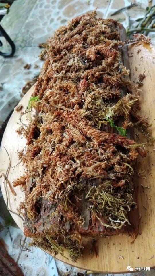 麝香石斛，无法拒绝的美！