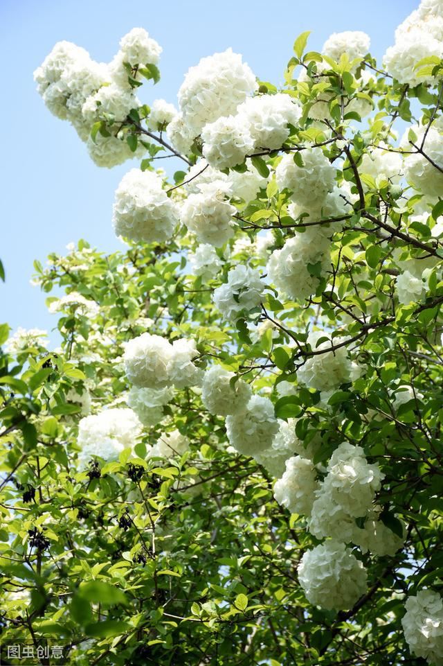 花似绣球，却不是绣球，一树花开美翻天