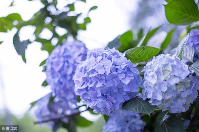 花似绣球，却不是绣球，一树花开美翻天
