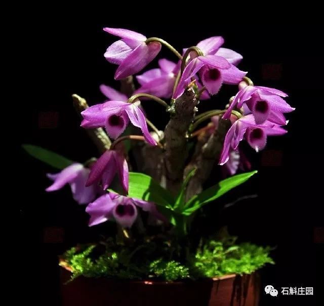 麝香石斛，无法拒绝的美！