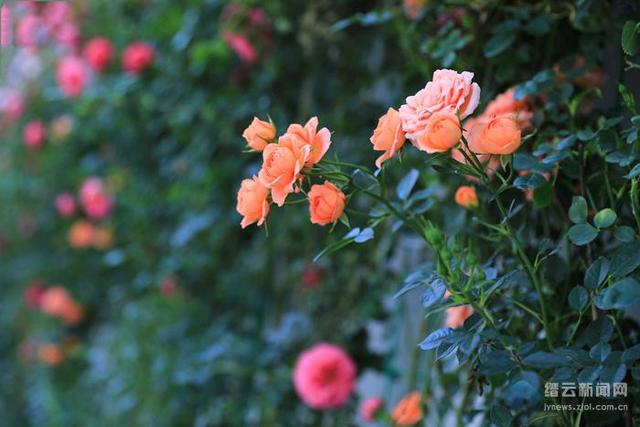 这条百米花墙花开正当时，你打卡了吗？