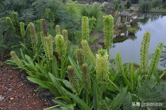 省心省力受欢迎的海芋、凤梨百合、德国鸢尾、耧斗菜、虎眼万年青