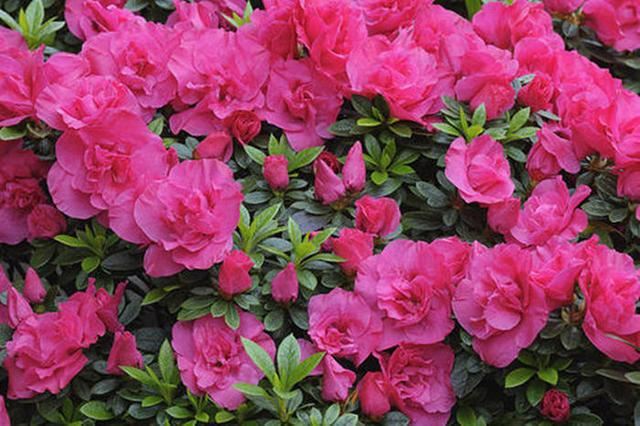 这3种花不是一次性消费品，开完花可别扔，养好了年年都有花苞