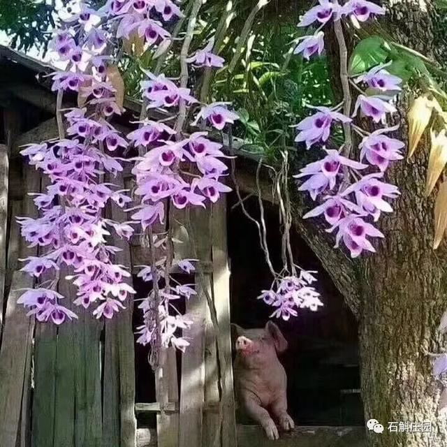 檀香石斛：“待我枝头飘花，许你满庭幽雅！"