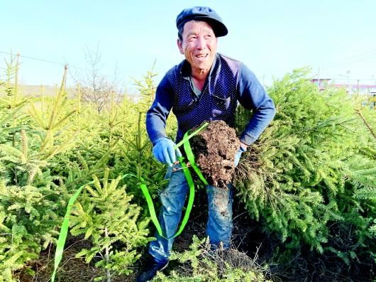 定西：苗木销售旺 绿化造林忙
