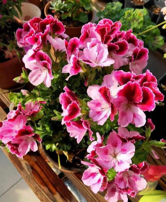 这6种花，是有名的“度夏死”，现在入手要谨慎，秋天买最划算