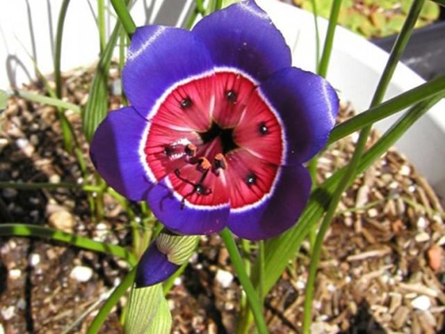 让人一见倾心的酒杯花，开花色彩绚丽形状奇异，可以播种繁殖