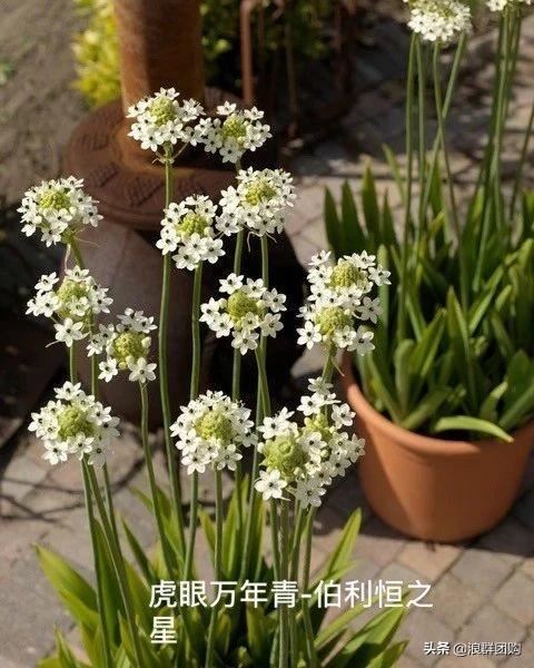 省心省力受欢迎的海芋、凤梨百合、德国鸢尾、耧斗菜、虎眼万年青