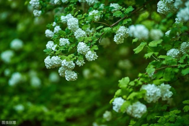 花似绣球，却不是绣球，一树花开美翻天