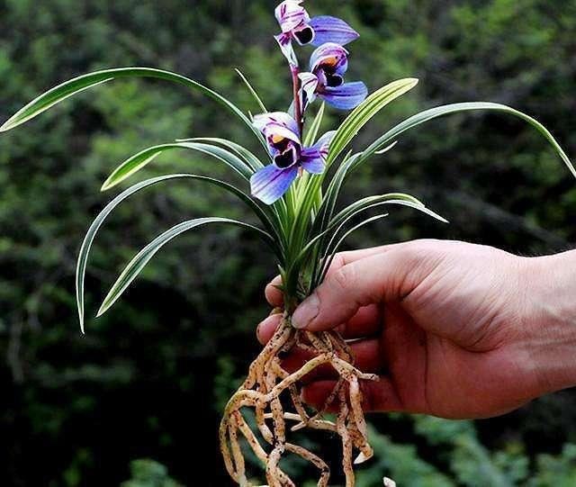 一种兰花开紫花，叶子镶着秀气金边，名叫紫月荷兰，不多见