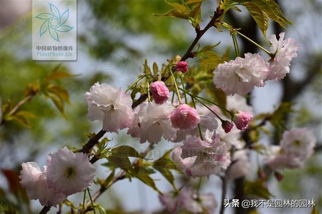 4月中下旬北方处于开花期的园林树木（一）满满的干货