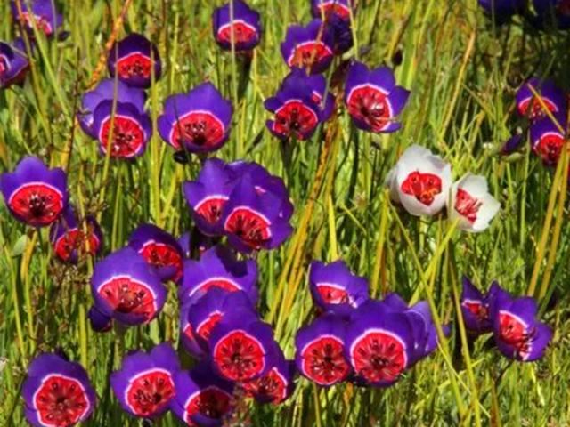 让人一见倾心的酒杯花，开花色彩绚丽形状奇异，可以播种繁殖