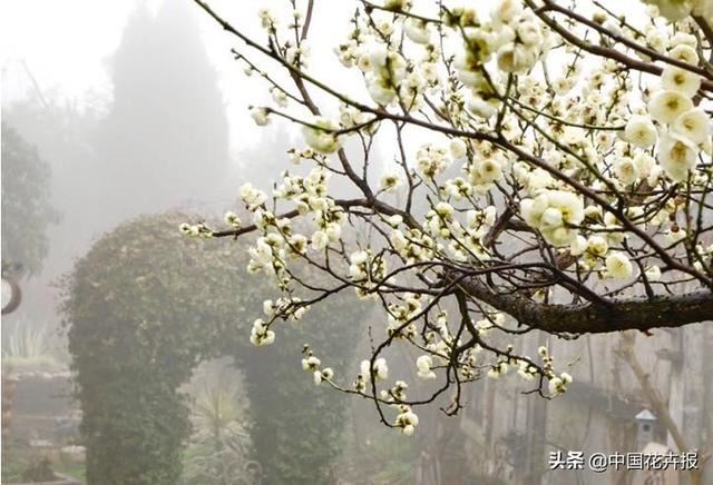 神奇两兄妹，各把花园做到极致，一恢弘，一精致，余生有此，足以
