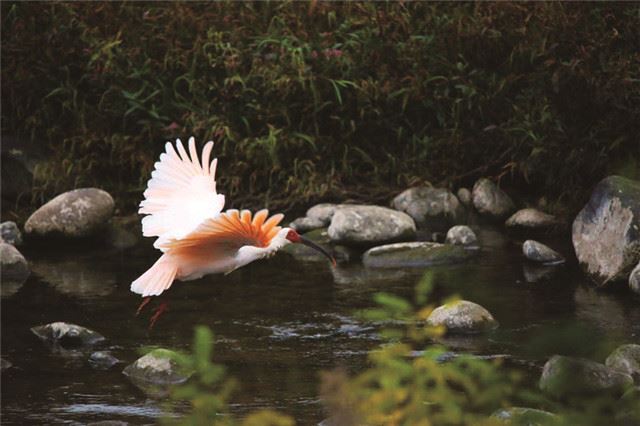 盘点2019国土绿化成绩显著