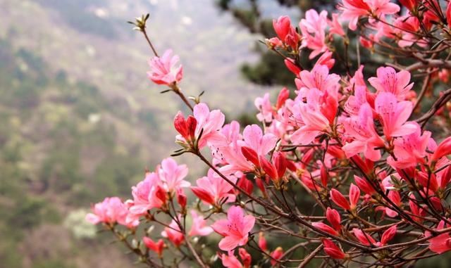 杜鹃别名映山红,花种类繁多,花色绚丽 杜鹃别名映山红,花种类繁多,花色绚丽