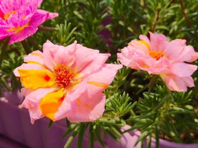 爱花人春季要养的绿植盆栽，播种几粒种子，一年四季赏花不停