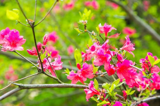 杜鹃别名映山红,花种类繁多,花色绚丽 杜鹃别名映山红,花种类繁多,花色绚丽