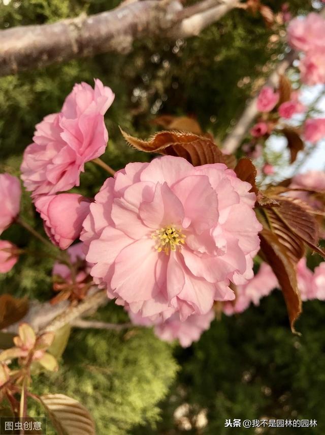 4月中下旬北方处于开花期的园林树木（一）满满的干货