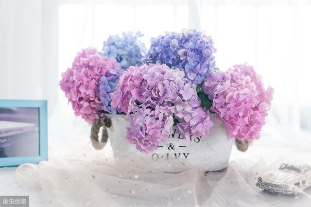 花似绣球，却不是绣球，一树花开美翻天