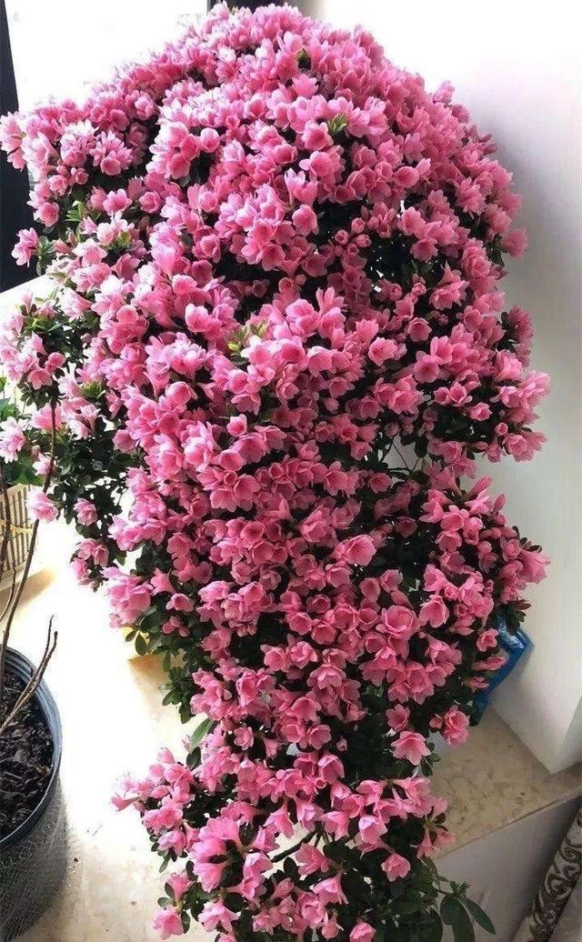 养杜鹃花的3个“技巧”，不掉叶不黄叶，绿油油，花越开越鲜艳